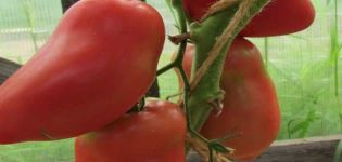 Charakterystyka i opis odmiany pomidora Grushovka, jej plon