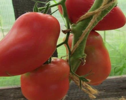 Pomidorų veislės Grushovka charakteristika ir aprašymas, derlius