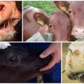 Signos y causas de la estomatitis en una vaca, tratamiento y prevención del ganado