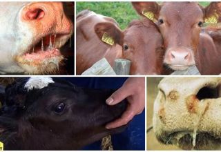 Signs and causes of stomatitis in a cow, cattle treatment and prevention