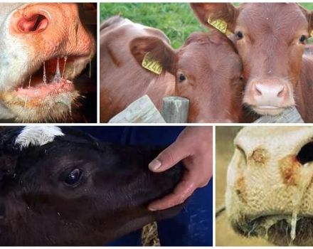 Lehmän stomatiitin oireet ja syyt, karjan hoito ja ehkäisy