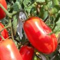 Tomātu Sibīrijas pārsteiguma dažādības apraksts, audzēšanas un kopšanas iezīmes