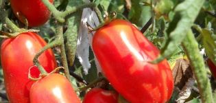 Beskrivelse af tomatsorten Siberian overraskelse, funktioner i dyrkning og pleje