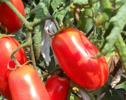 Descrição da variedade de tomate surpresa siberiana, características de cultivo e cuidado