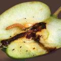 Metódy nakladania s molmi na jabloňoch, ako ich spracovať, ako sa zbaviť