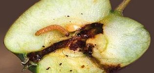 Methods of dealing with a moth on an apple tree, how to process it to get rid