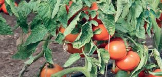 Descrizione della varietà di pomodoro Grotto, sue caratteristiche e cura