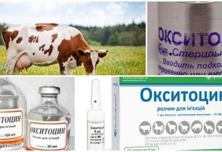 Gebruiksaanwijzing voor koeien Oxytocine, doses voor dieren en analogen