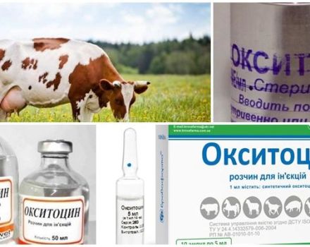 Návod k použití pro krávy Oxytocin, dávky pro zvířata a analogy