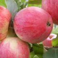 Trồng giống táo Quế mới ở vùng nào là tốt nhất, mô tả các loại quả và mùi vị đặc trưng