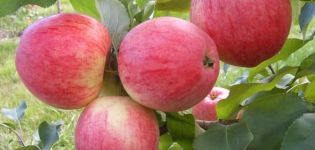 In which regions is it best to plant the apple variety Cinnamon new, description of fruits and taste characteristics
