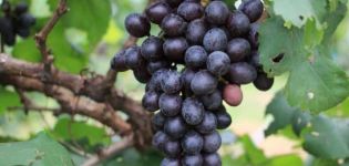 Description and characteristics of the Valiant grape variety, rules of cultivation and storage