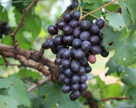 Descripción y características de la variedad de uva Valiant, reglas de cultivo y almacenamiento