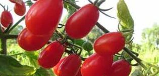 Descripción de la variedad de tomate Elf f1, características de cultivo y cuidado.