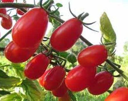Beschrijving van het tomatenras Elf f1, kenmerken van teelt en verzorging