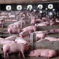 Systemy i metody trzymania świń w domu dla początkujących