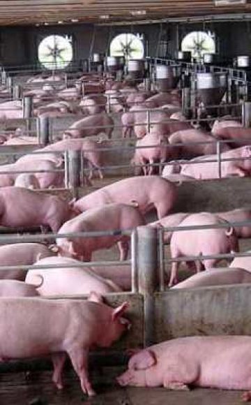 מערכות ושיטות להחזקת חזירים בבית למתחילים