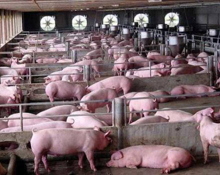 Systeme und Methoden, um Schweine für Anfänger zu Hause zu halten