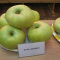 Muzlu elma çeşidinin tanımı: hangi bölgelerde yetiştiği olgunlaşma ve meyve verme