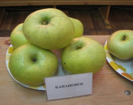 Descripció de la varietat de poma de plàtan: maduració i fructificació, en quines regions creix