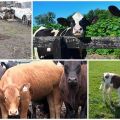 Защо телетата понякога ядат почва и какво да правят