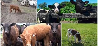 Perché i vitelli a volte mangiano terra e cosa fare