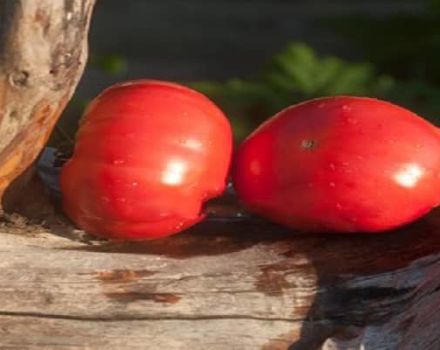 Beschrijving van de tomatenvariëteit Knap vlezig en zijn kenmerken
