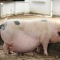 Evde doğum için bir domuz hazırlamak, çiftleşme takvimi ve tohumlama tarihine göre bir masa