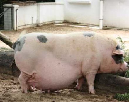 Preparación de un cerdo para el parto en casa, calendario de partos y una mesa por fecha de inseminación