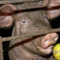 Redenen waarom een ​​varken na het werpen niet eet en wat te doen, behandelmethoden