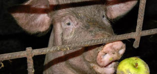 Reasons why a pig does not eat after farrowing and what to do, treatment methods