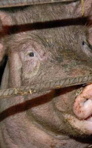 Årsager til, at en gris ikke spiser efter faring og hvad de skal gøre, behandlingsmetoder