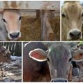 Ką karvėms reiškia nevaisingumas ir jo priežastys, ar įmanoma melžti?