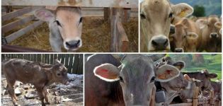 Što znači neplodnost kod krava i njezini uzroci, je li moguće mlijeko