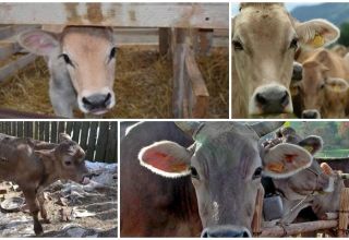 Sự cằn cỗi ở bò có ý nghĩa gì và nguyên nhân của nó, liệu có thể cho sữa không