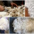 What types of products are obtained from sheep breeding and what is the most valuable