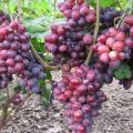 Vynuogių veislės „Zarya Nesvetaya“ aprašymas ir istorija, auginimas ir priežiūra