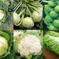 What are the varieties of cabbage with names and descriptions