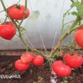 Opis odmiany pomidora Smoothie i jego właściwości
