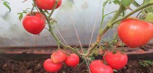 Beschrijving van de tomatensoort Smoothie en zijn kenmerken