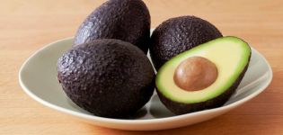 Descrizione e storia della selezione della varietà di avocado Haas, applicazione e come si differenzia dal solito