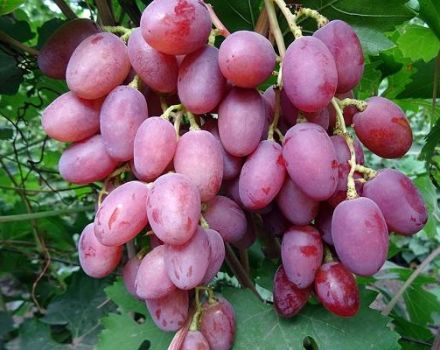 Beskrivelse og teknologi til dyrkning af Ruta-druer