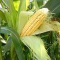 Geriausi kukurūzų pirmtakai sėjomainoje, kurią galima sodinti po