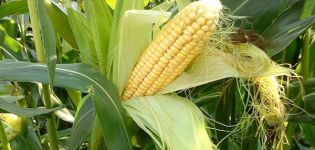 De bedste forgængere af majs i en afgrøde, der kan plantes efter