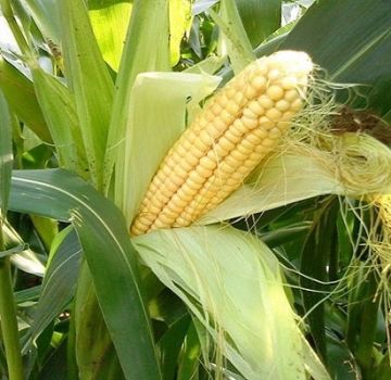 The best predecessors of maize in a crop rotation that can be planted after