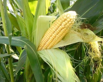 De bedste forgængere af majs i en afgrøde, der kan plantes efter