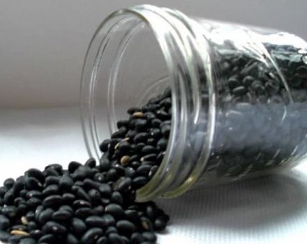 Užitočné a škodlivé vlastnosti čiernej fazule pre zdravie, opis odrôd