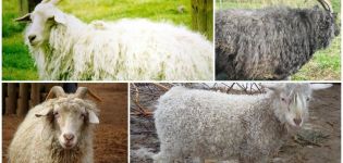 Top 8 pasmina koza, njihove karakteristike i usporedba