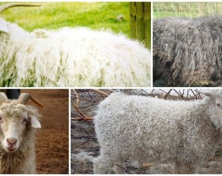 Top 8 downy goat breeds, their characteristics and comparison