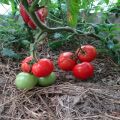 Opis odmiany pomidora jabłoniowego Paradise, cechy uprawy i pielęgnacji